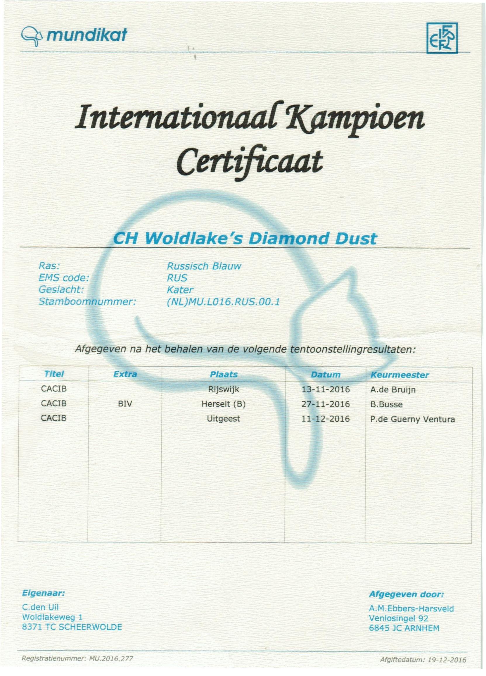 International Champion certificaat Diamond Dust