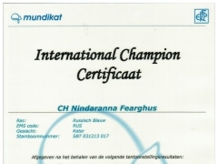 International Kampioens certficaat Nindaranna Fearghus