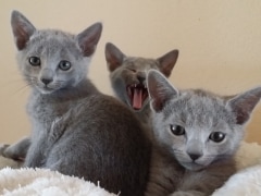 Kittens van Woldlake's d'Jamilla