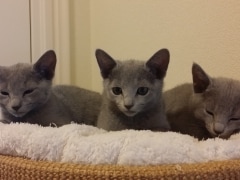 Kittens van Woldlake's d'Jamilla