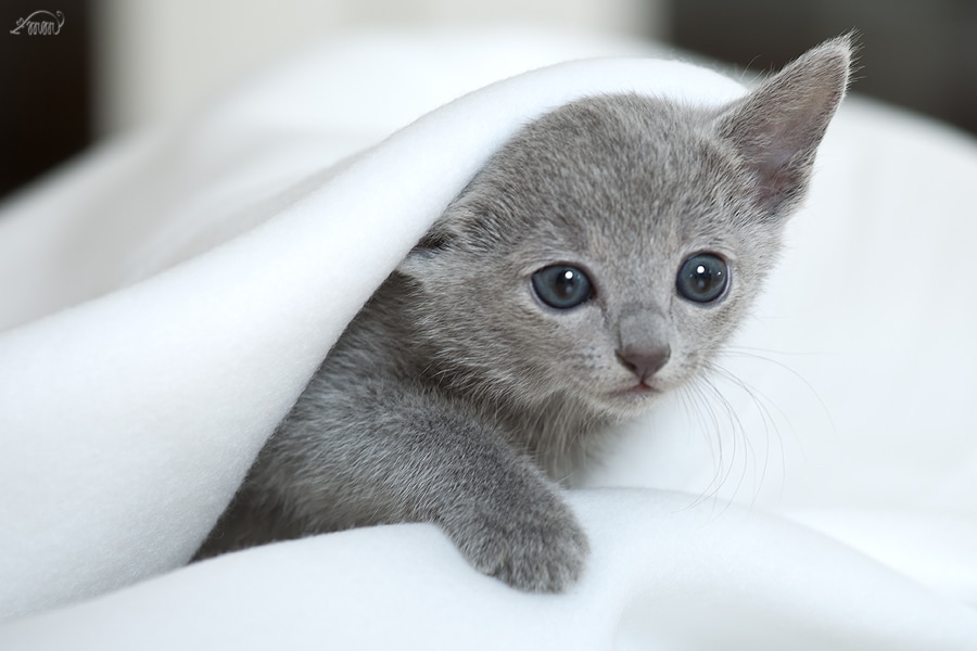 rus Kittens nestjes - Blauwe Russen Cattery Woldlake
