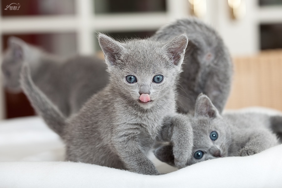 rus Kittens nestjes - Blauwe Russen Cattery Woldlake